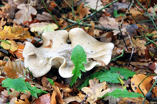 Vennenbos (25)